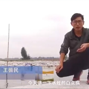 维多利亚老品牌vic白点病爆发涯纪律及防治要领