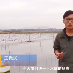 维多利亚老品牌vic胀气型肠炎爆发纪律及防治要领